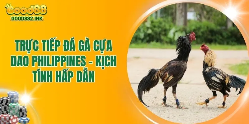 Trực Tiếp Đá Gà Cựa Dao Philippines Gay Cấn Từng Trận Đấu 1 Trực Tiếp Đá Gà Cựa Dao Philippines Gay Cấn Từng Trận Đấu
